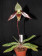 Paphiopedilum wardii 'Darkwing'