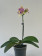 Phalaenopsis Biondoro 'Peloric' (1 Rispe)