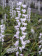 Spiranthes 'Chadd's Ford' (mit neuem Austrieb)