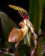 Paphiopedilum sanderianum -In Vitro- (20-25 Pflanzen in sterilem Glas)
