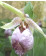 Cypripedium japonicum