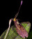 Restrepia dodsonii (in Blüte / Knospe)