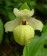 Cypripedium flavum