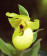 Cypripedium flavum