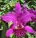 Cattleya Ivanhoe 1