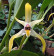 Maxillaria callichroma