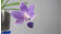 Doritaenopsis Purple Martin