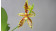 Phalaenopsis lamelligera