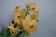 Ascocenda Honey Drops