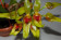 Bulbophyllum graveolens 3