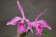 Cattleya maxima