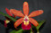 Cattleya Tropical Pointer 'Galaxy'