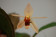 Coelogyne speciosa x usitana