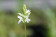 Dactylorhiza fuchsii 'alba'