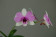 Dendrobium bigibbum compactum 'two tone'
