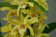 Dendrobium Stardust 'Chyomi' (2-3 Stiele)