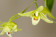 Dendrobium tosaense
