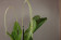 Dendrochillum latifolium