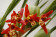 Maxillaria tenuifolia 1
