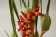 Maxillaria tenuifolia 2