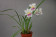 Miltonia phalaenopsis