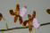 Odontoglossum bictoniense 'Celle' 2