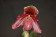 Paphiopedilum bellatulum x chamberlainianum 1