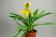 Paphiopedilum gratrixianum album x Golden Acres