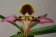 Paphiopedilum hirsutissimum 'esquirolei'