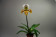 Paphiopedilum Lassen Trail x gratrixianum