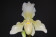 Paphiopedilum Phips 1