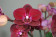 Phalaenopsis Happy Angel