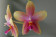 Phalaenopsis Liodoro 2