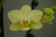 Phalaenopsis Little Lemon