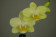 Phalaenopsis Little Lemon