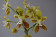 Phalaenopsis viridis