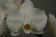 Phalaenopsis White Mirror (2 Rispen)