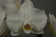 Phalaenopsis White Mirror (2 Rispen, inkl. Übertopf)