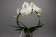 Phalaenopsis White Mirror (2 Rispen)
