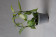 Vanilla planifolia variegata (9 cm) 1