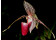 Paphiopedilum rothschildianum -In Vitro- (20-25 Pflanzen in sterilem Glas)