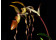 Paphiopedilum sanderianum