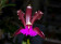 Cattleya bicolor (Jgpfl., frisch getopft)