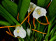 Masdevallia laucheana