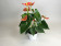 Anthurium Orange Champion