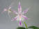 Barkeria spectabilis x Epidendrum prismatocarpum