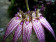 Bulbophyllum Elisabeth Ann Buckelberry 2