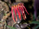 Bulbophyllum farreri 