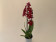 Burrageara Nelly Isler 'Red Velvet' (2 Rispen)