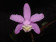 Cattleya kerrii